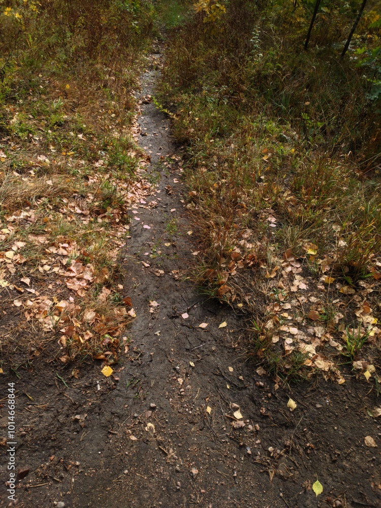 Poster a dirt path winds through the dense foliage of a forest, surrounded by towering trees and underbrush