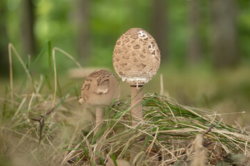 Parasol, Schirmling