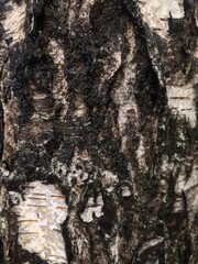 A close-up shot of a tree trunk covered in moss, perfect for use in nature-themed designs or as a decorative element.
