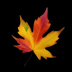 Autumn colorful leaves