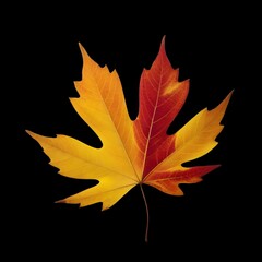 Autumn colorful leaves