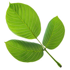 Obraz premium Vibrant green leaves on transparent background for design projects