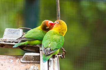 Selective focus on a pair of Fischer's Lovebirds kissing, Agapornis Fischeri