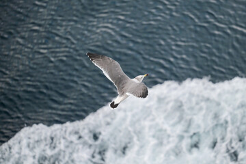 seagull in the sea