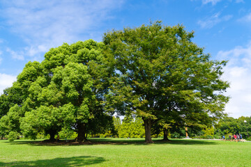公園の大樹（庄内緑地公園　愛知県名古屋市）