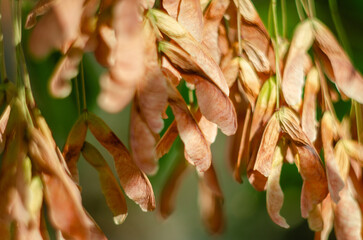 Ash-leaved American maple with seeds