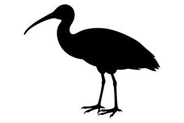 Ibis bird black silhouette, Spoonbill Vector, ibis bird animal vector illustration