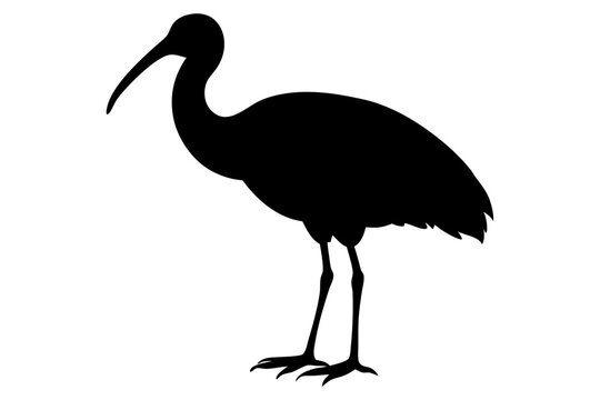 recommend clip art: Ibis bird black silhouette, Spoonbill Vector, ibis bird animal vector illustration