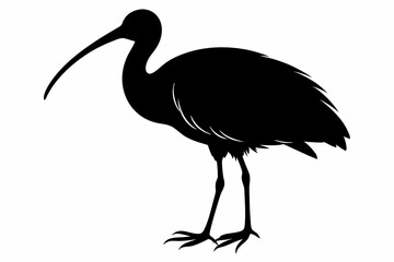 Ibis bird black silhouette, ibis bird animal vector illustration
