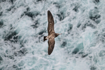 seagull flying in the sky