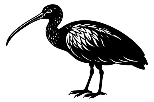 recommend clip art: Ibis bird black silhouette, ibis bird animal vector illustration