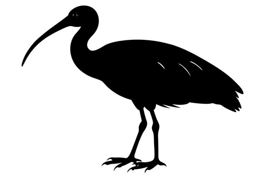 recommend clip art: Ibis bird black silhouette, ibis bird animal vector illustration