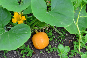 a pumpkin is on the ground next to a pumpkin flower  
