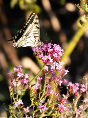 Machaon de profil