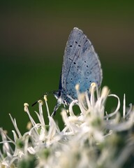 Holly Blue butterfly 