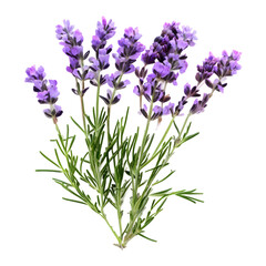 Obraz premium Sprigs of lavender flowers. png isolated background. transparent background