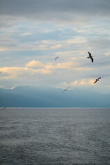 seagull flying above the sea