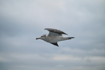 seagull in the sky