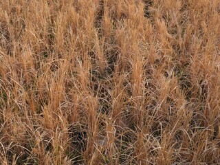 Rice fields died and crops failed due to drought due to the long dry season. rice fields. drought disaster. summer. famine