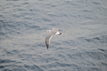 seagull in the sea