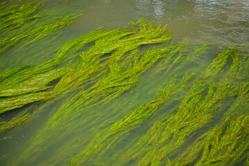 green Waterweed on the stone in the river