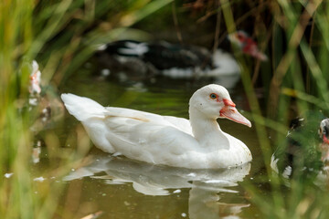 White Muscovy Duck Swimming on a Pond