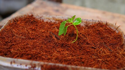 young plant shoots that grow on cocopeat media