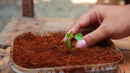 someone who is planting young plant shoots in cocopeat media