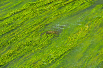 green Waterweed on the stone in the river