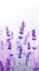 Obraz premium lavender flowers on white wallpaper 9:16