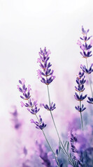 Obraz premium flowers in the garden wallpaper 9:16