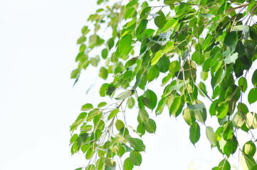 Obraz premium Ficus Benjamina L or Moraceae, Golden Fig or Weeping Fig or Ficus Benjamina and sky