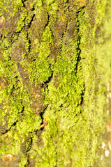 Green moss climbing up the branch of a tree or bryophyta, moss