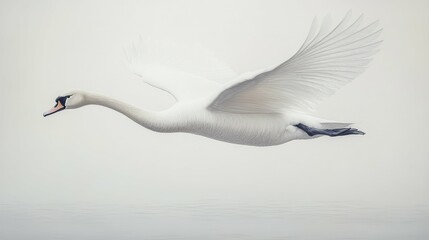 Majestic Swan Gliding in Detailed Elegance on White Canvas