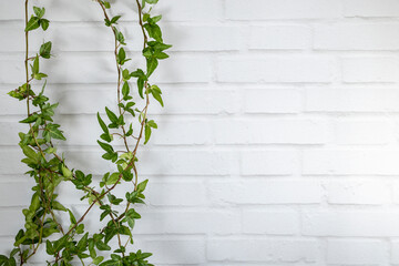 Green ivy hanging from a white brick wall creating negative space