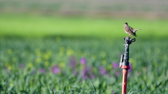 Male Calandra Lark singing