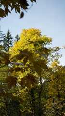 Autumn Colors in the Mountain Landscape
