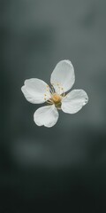 Obraz premium Delicate white flower floating gracefully against a soft gray background