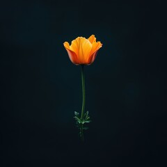 A vibrant orange flower gracefully floating against a dark backdrop