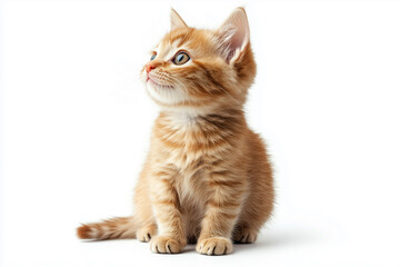 Cute yellow kitten on white background. Little kitten background. Cat background.