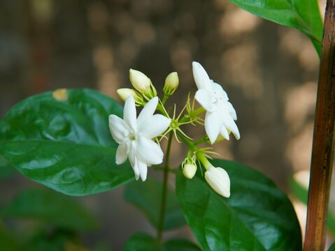 Fototapeta Jasmine flower. blooming flower. jasmine in the garden. nature theme. flower plant theme