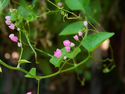 Fototapeta the antigonon leptopus plant or (Coral Vine, Bellísima, Corallita, Honolulu Creeper, Mexican Creeper, 珊瑚藤, air mata pengantin). nature theme background, pink and white flower