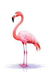 Obraz premium Pink Flamingo Standing in Water