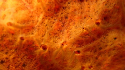 Red encrusting sponge or orange-red encrusting sponge (Crambe crambe) extreme close-up undersea, Aegean Sea, Greece, Syros island, Azolimnos beach