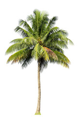 This image depicts a tall coconut palm tree with a slender, textured trunk and a large crown of feathery green fronds. The palm leaves spread out gracefully, creating a tropical and refreshing vibe.
