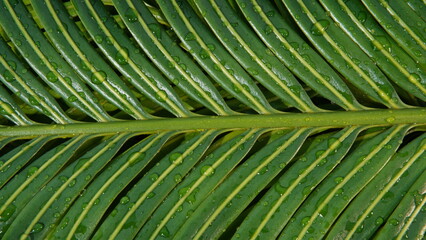 texture background of wet Cycas leaves. nature and plant theme background. Cycas or (King Sago, pakis haji) © Ageng Arifian