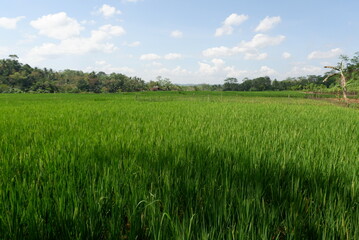Fototapeta premium green rice trees in the rice fields