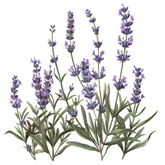 Obraz premium Botanical of Lavender Flowers in Full Blooming Glory