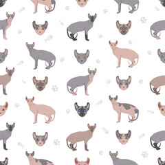 Elf Sphynx Cat seamless pattern. All coat colors set.  All cat breeds characteristics infographic. Vector illustration