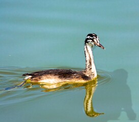duck on the water © Ricardo